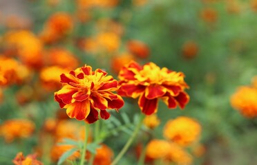 Orange marigold flowers in the garden in summer