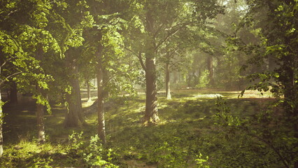 Lush green trees tower high as warm sunlight streams through the leaves. A peaceful pathway winds through the forest, inviting exploration and a sense of tranquility.