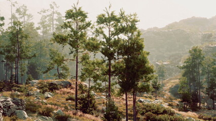 Fototapeta premium Pine trees rise majestically amidst rocky terrain, their lush greenery contrasting with the soft mist. The peaceful morning light casts an enchanting glow on the serene forest scene.