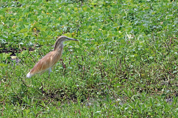 Squacco Heron, Masai Mara Kenya Africa
