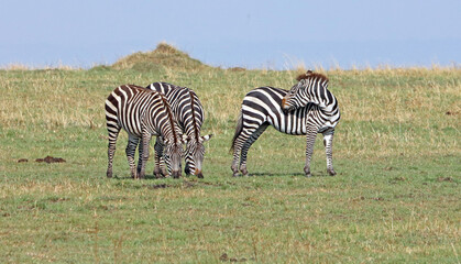 Three Zebras grazing and grooming, Masai Mara Kenya Africa

