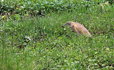 Squacco Heron with a fish, Masai Mara Kenya Africa
