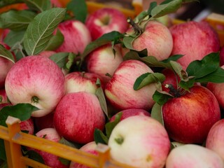 Close-up shot of freshly harvested organic apples in crate