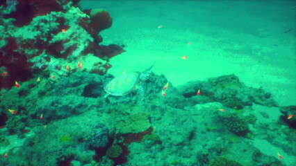 A turtle glides along colorful coral reefs under crystal clear waters. Brightly colored fish dart around, creating a lively underwater scene that showcases marine biodiversity.