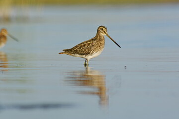Common snipe in the smooth lake water.  Gallinago gallinago  Common snipe. 