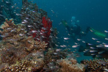 An amazing swarm of tiny glass fish at a Red Sea tropical coral reef. Picture from Makdi Bay, Hurghada, Egypt