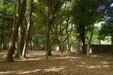 Stone Wall in the Sacred Grove
