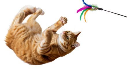 Playful ginger cat reaching for a feather toy isolated PNG with Transparent Background