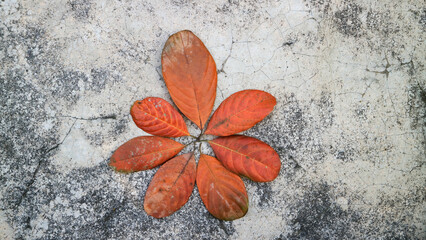 Seven orange leaves arranged like a flower
