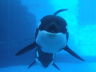 笑うシャチ(名古屋港水族館)