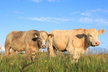Two cattle in long grass in field of farmland pastures under blue sky in rural Ireland