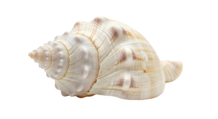 Seashell with a spiral and light brown spots isolated PNG with Transparent Background