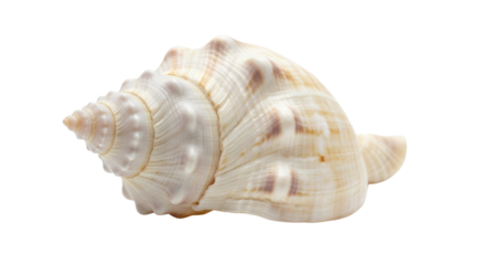 Seashell with a spiral and light brown spots isolated PNG with Transparent Background