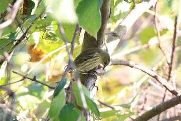 yellow rumped warbler bird in a tree 
