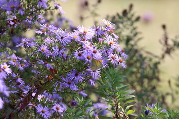 yellow butterfly feeding on colorful flowers 