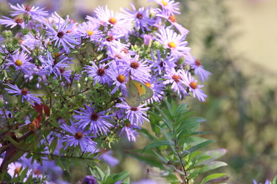 yellow butterfly feeding on colorful flowers 