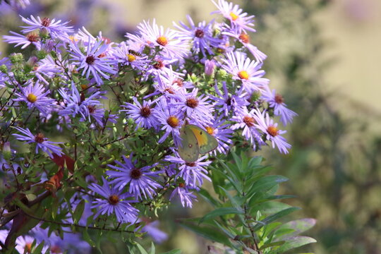 yellow butterfly feeding on colorful flowers 