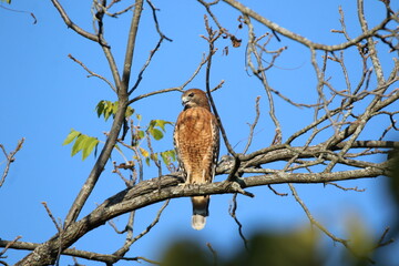red shouldered hawk hunting from a tree 