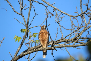 red shouldered hawk hunting from a tree 