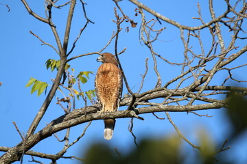 red shouldered hawk hunting from a tree 