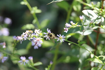 Fototapeta premium pollinator bees feeding on wildflowers 