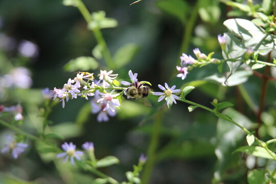 pollinator bees feeding on wildflowers 