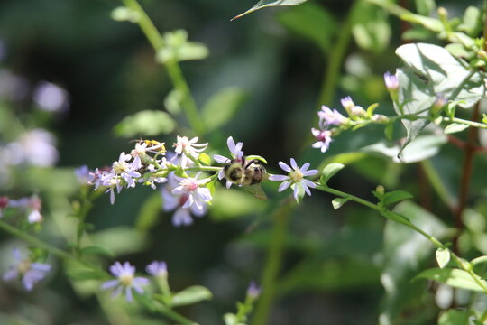 pollinator bees feeding on wildflowers 
