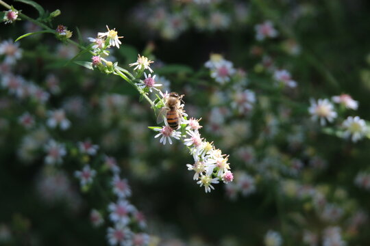 pollinator bees feeding on wildflowers 