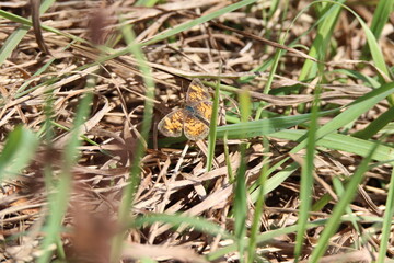 orange butterfly moth in a tree