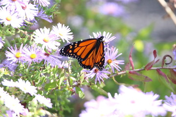 monarch butterfly feeding on colorful flowers 