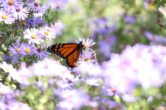 monarch butterfly feeding on purple flowers 