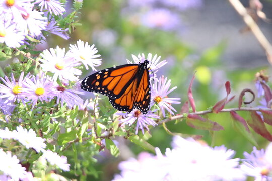 monarch butterfly feeding on colorful flowers 