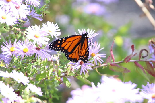 monarch butterfly feeding on colorful flowers 