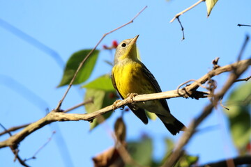 magnolia warbler bird in a tree 