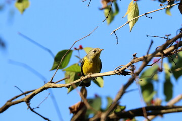 magnolia warbler bird in a tree 