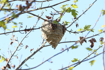 hornet wasp nest high in a tree 
