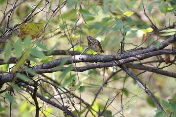 hermit thrush bird perched on a branch