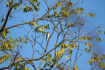 hairy woodpecker bird climbing a tree