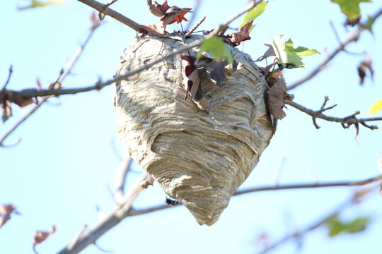 hornet wasp nest high in a tree 
