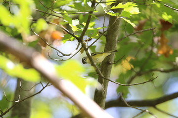 blue headed vireo foraging in a tree 