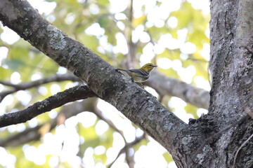 black throated green warbler foraging in a tree 