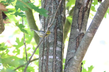 black throated green warbler foraging in a tree 