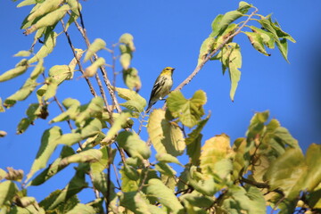 black throated green warbler bird in a tree 