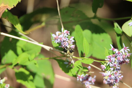 bumblebee feeding on a colorful flower 