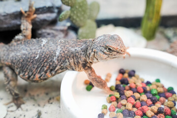 A bearded dragon resting on a branch, its rough skin and spiky beard highlighted under warm light. The reptile displays a calm temperament, making it a popular pet among reptile enthusiasts.