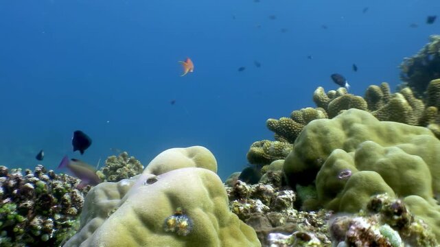 A vibrant ecosystem unfolds beneath the waves near Apo Island. Colorful reef fish dart around healthy coral formations in the clear blue waters of the Philippines.