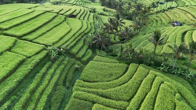 Drone video aerial view of rice terraces in Jatiluwih village, Tabanan, Bali, Indonesia