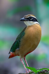 Green Bee-eater (Merops orientalis) perched on a branch in natural habitat, colorful tropical bird of South Asia, Bangladesh wildlife photography 