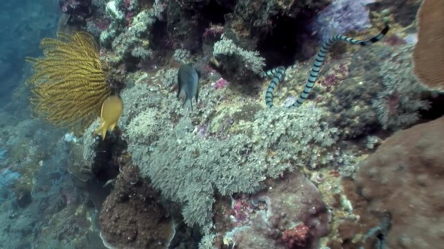 A banded sea krait gracefully navigates the vibrant coral reef ecosystem. Observe this fascinating reptile search for food in the rich waters of the Philippines.