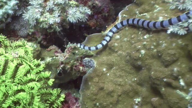 Observe a banded sea krait swimming and hunting around the vibrant coral reefs of the Philippines. An amazing underwater experience!